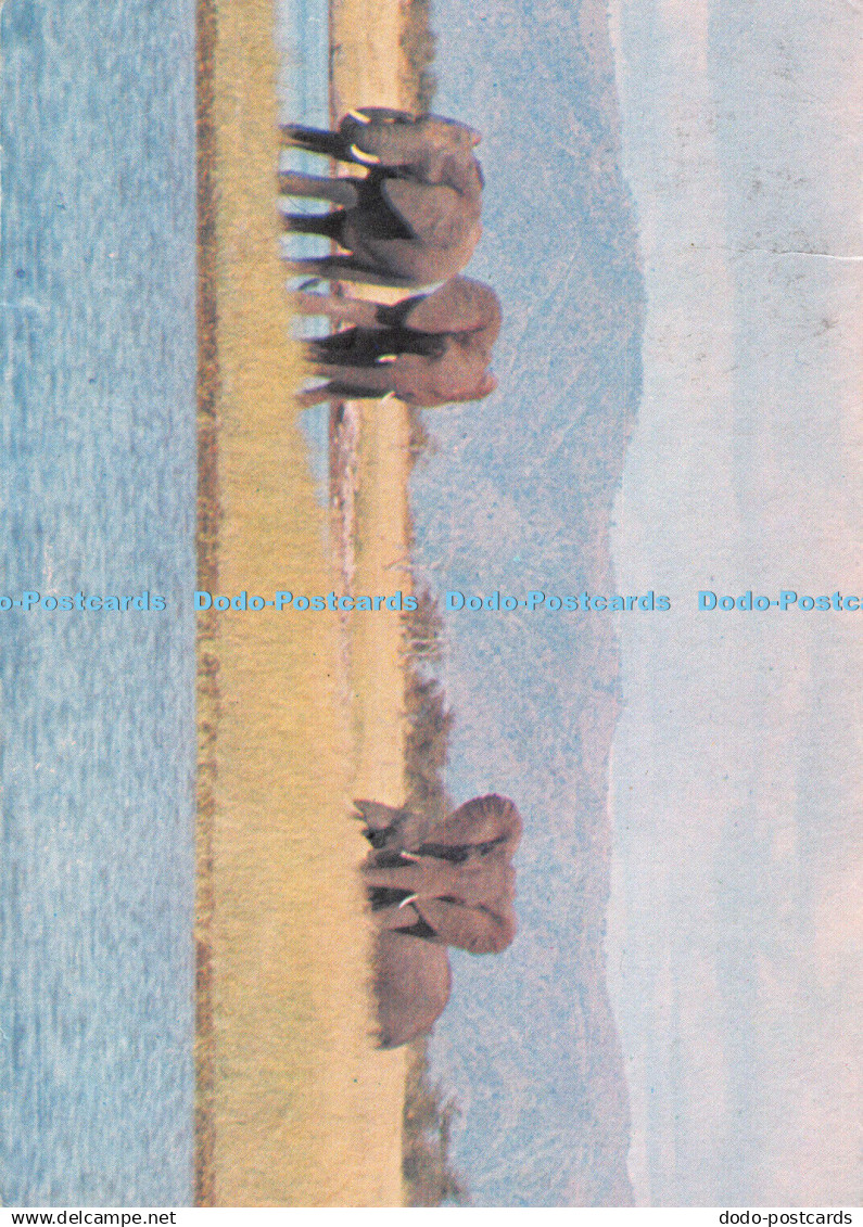 D105356 Zimbabwe. Lake Kariba. Elephant on Fothergill Island. Tourist Promotion