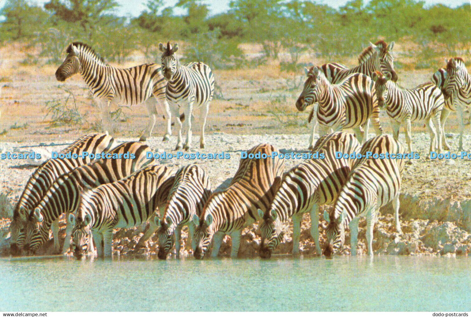 D107614 Zebra. Zimbabwe. David Trickett. Big Game Photography