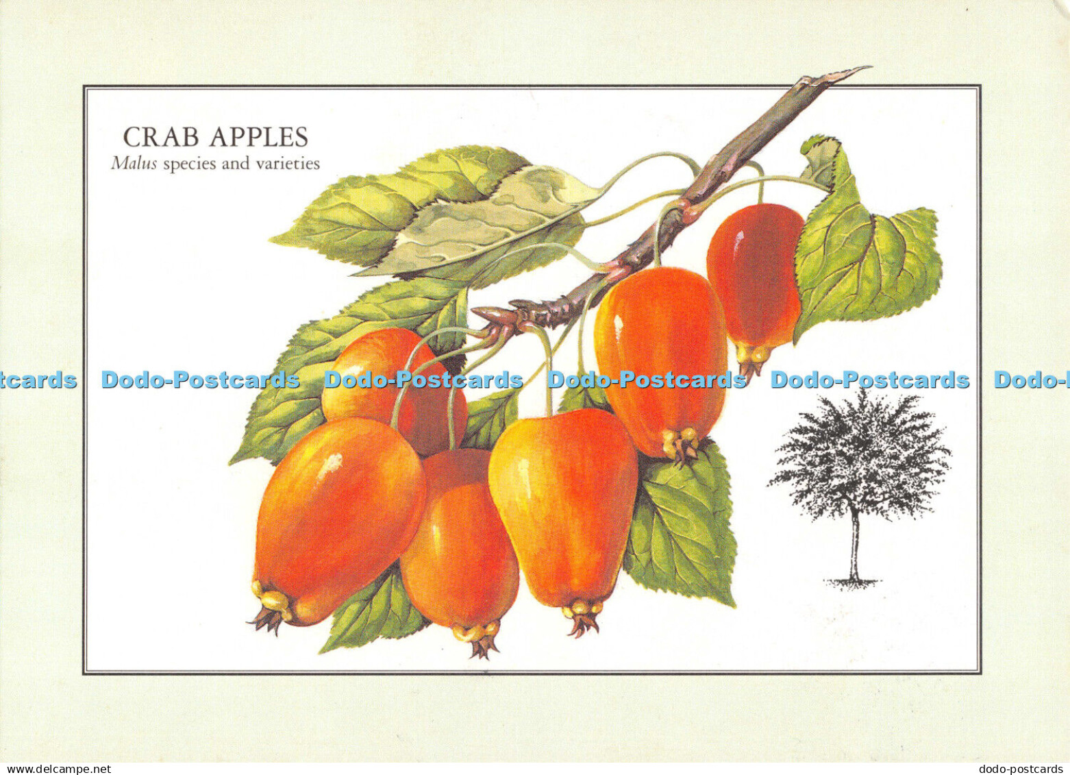 D110858 Crab Apples. Malus species and varieties. 1977. Readers Digest Associati