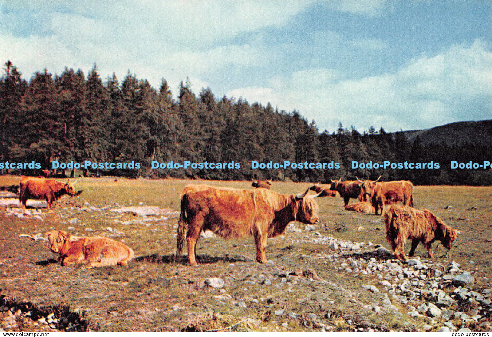 D117120 Highland Cattle at Invercauld. Deeside. Aberdeenshire. Dixon