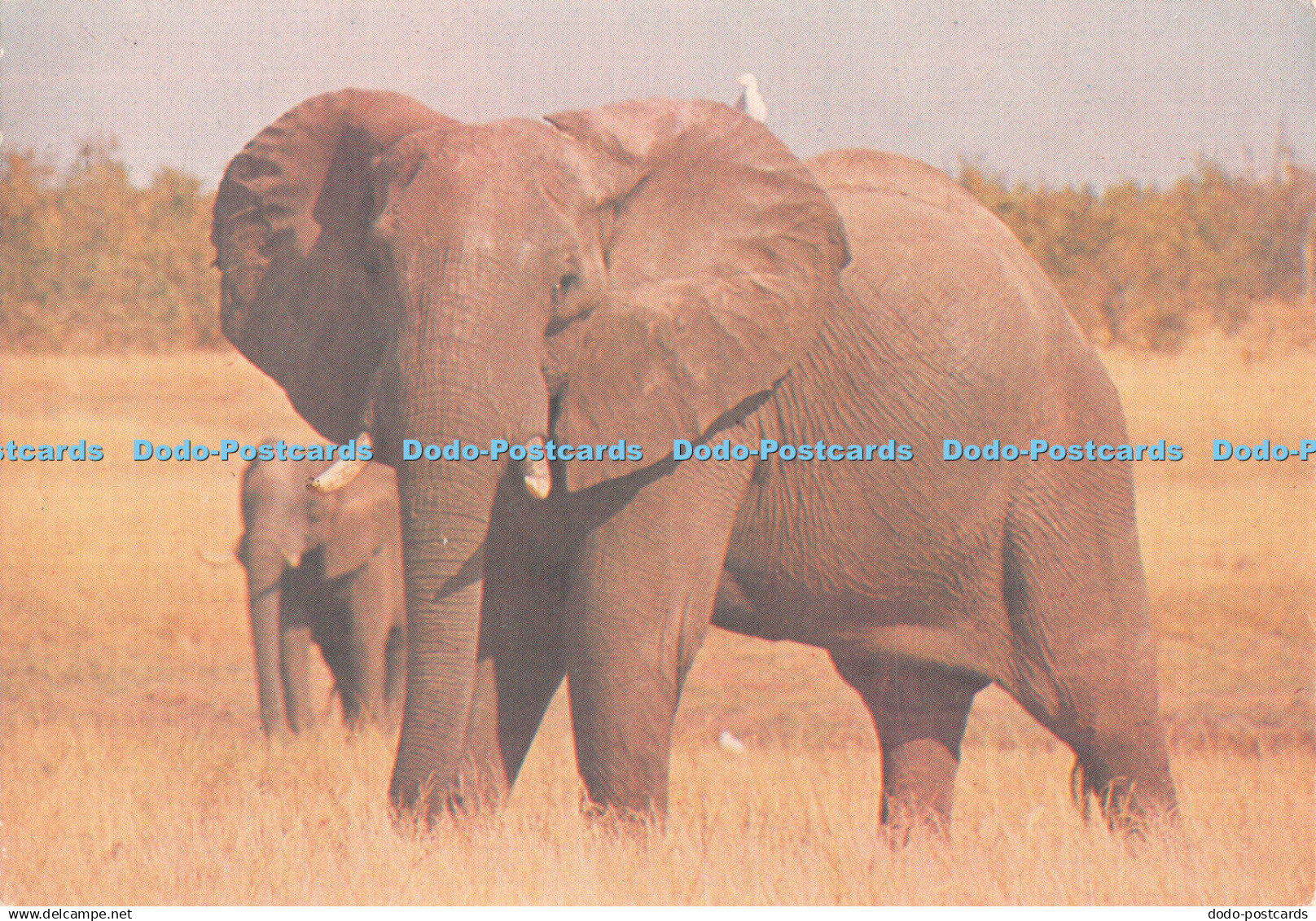 D117338 Elephant. David Trickett. Tourist Promotion in Africa. Zimbabwe