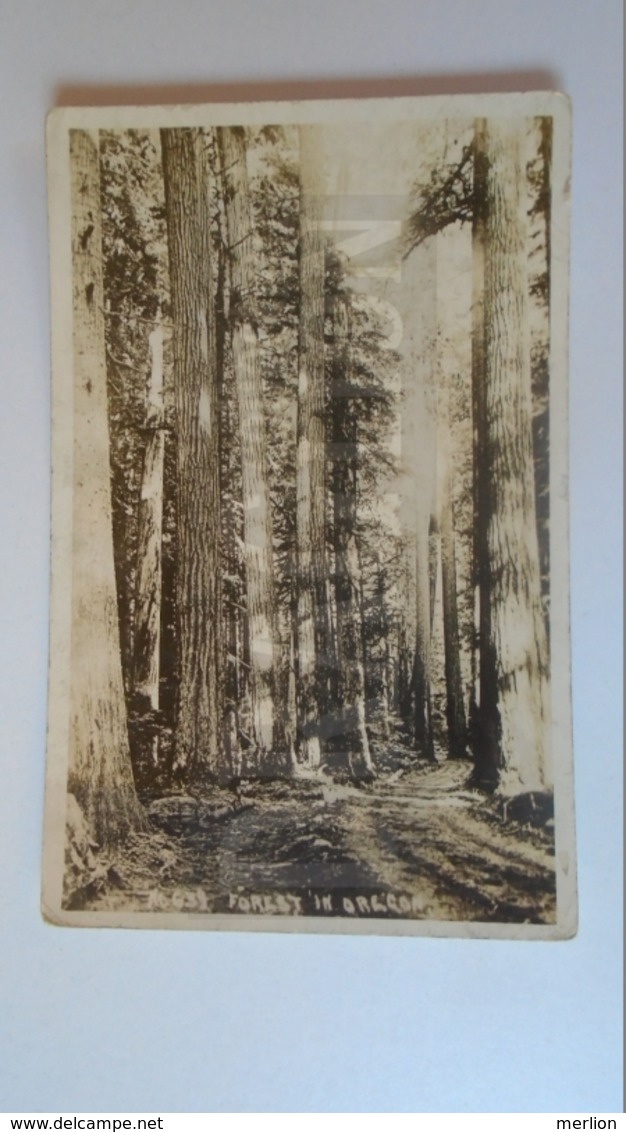 D159319 US Oregon -Forest in Oregon - 1923 - Pacific Photo Company  -Baker, Oregon