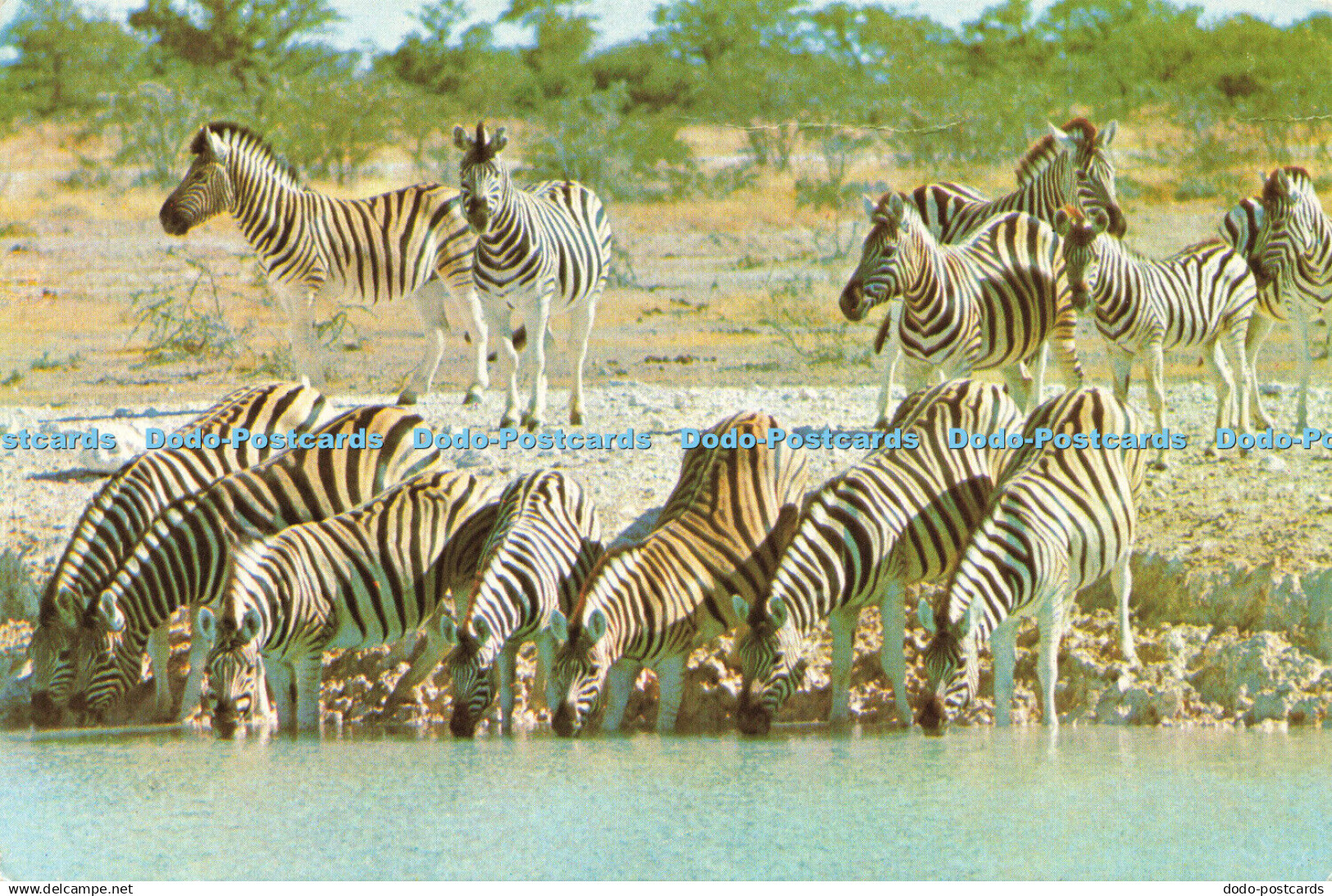 D176932 Zimbabwe. Zebra. Big Game. David Trickett