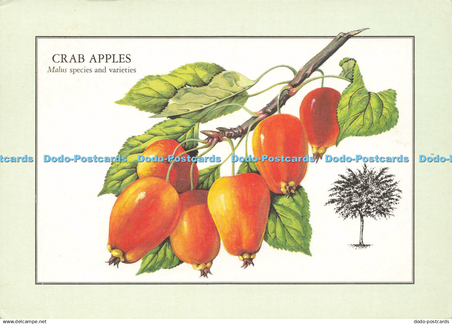 D183671 Crab Apples. Reader Digest Association