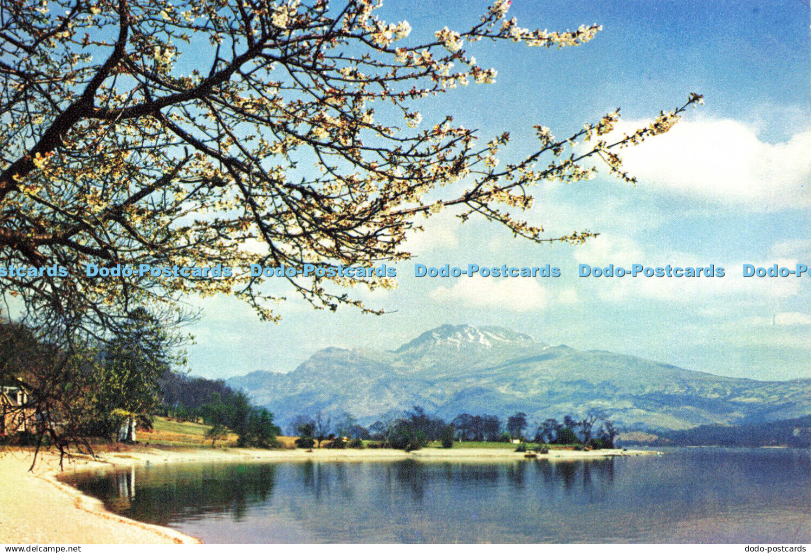 D183898 Dunbartonshire. Loch Lomond and Ben Lomond. from Luss. J. Arthur Dixon