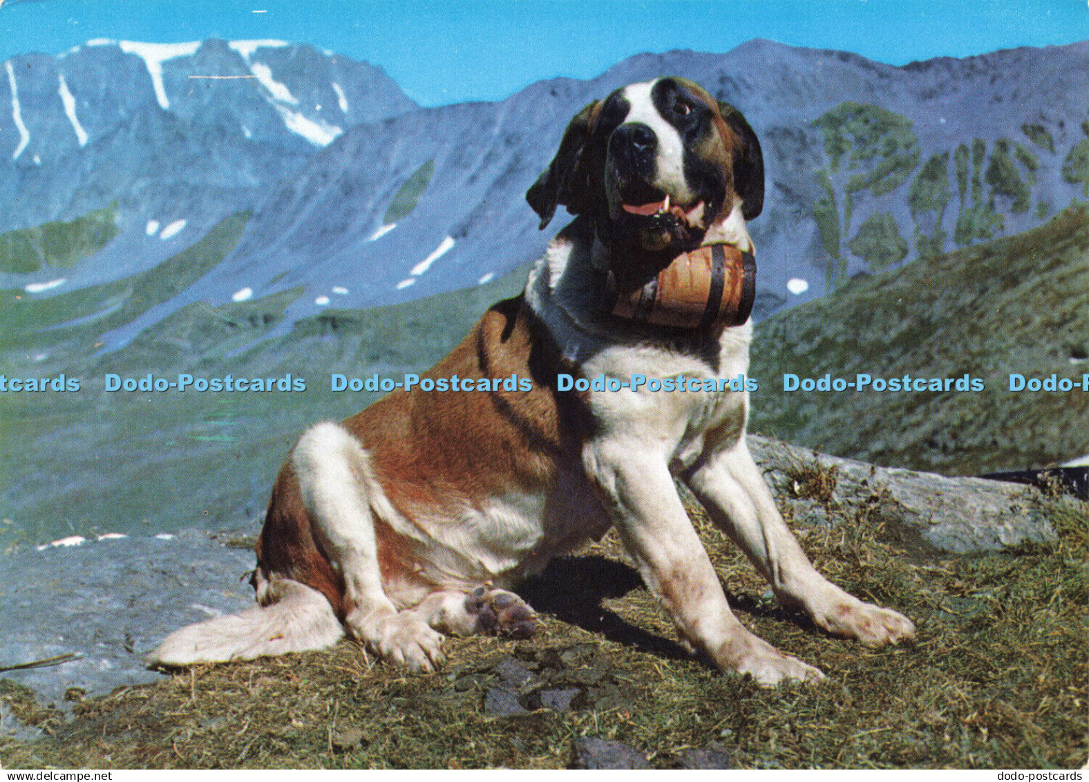 D188652 Chien des Moines du Gr. St. Bernard. Marco Danzi