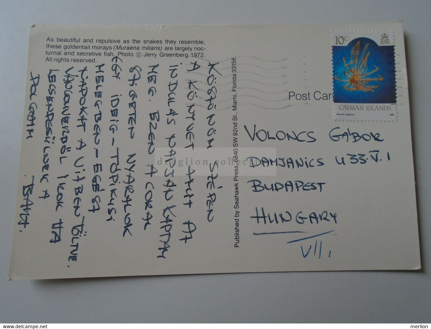 D188976  Cayman Islands  - cancel Georgetown 1988  Goldentail morays - Muraena miliaris  sent to Hungary