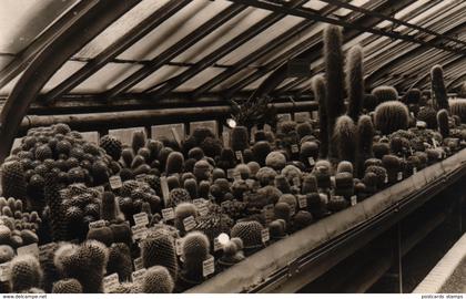 Berlin - Dahlem, Botanischer Garten, Kakteenhaus, ca. 50er Jahre