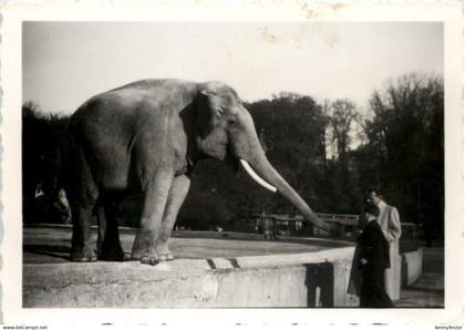 Fürstenfeldbruck - Zoo - Elefant