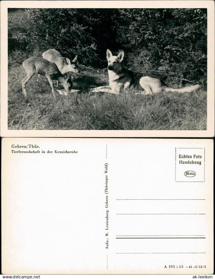 Gehren (Thüringen) Tierfreundschaft in der Kranichsruhe Rehkitz Schäferhund 1955