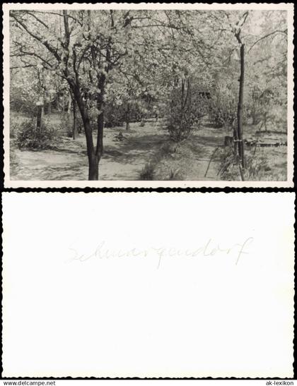 Foto Schmargendorf-Berlin Baumblüte 1950 Privatfoto Foto