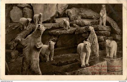 Carl Hagenbecks Tierpark Stellingen - Polarbear