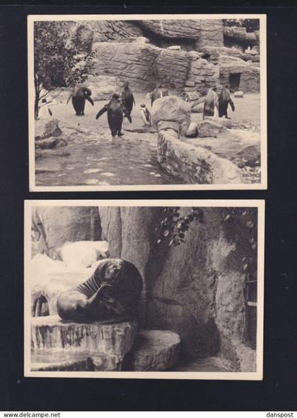 Dt. Reich Lot Photos 1932 Hagenbeck's Tierpark Stellingen