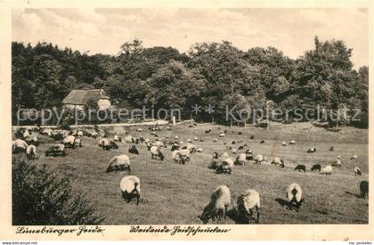 43153336 Lueneburger Heide Heidschnucken Lueneburger Heide