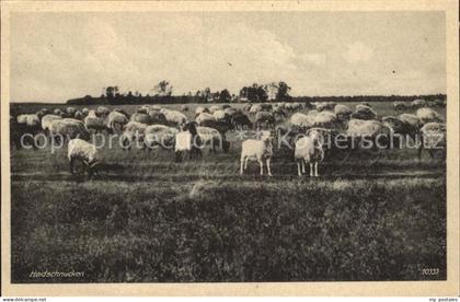 72136614 Lueneburger Heide Heidschnucken Lueneburger Heide