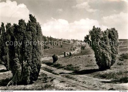 72968724 Lueneburger Heide Naturschutzpark Weg zum Stattberg Lueneburger Heide