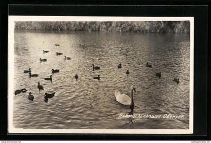 AK Berlin-Hohenschönhausen, Enten auf dem Obersee