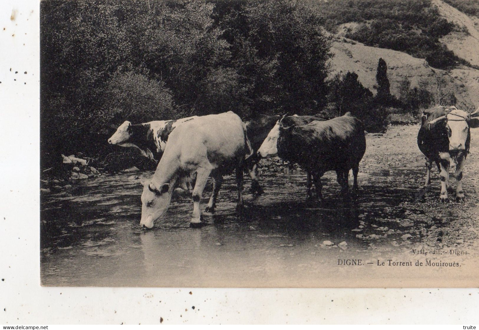 DIGNE LE TORRENT DE MOUIROUES ( VACHES )