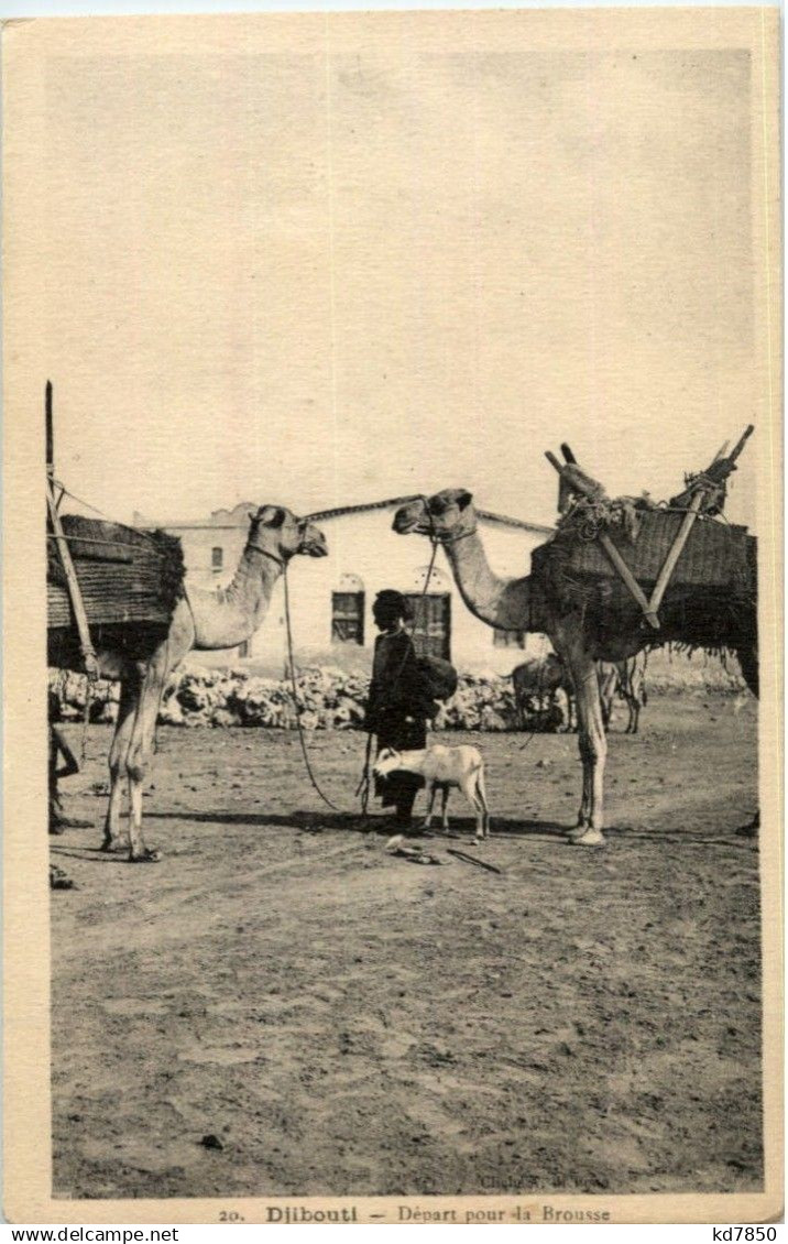 Djibouti - Camel