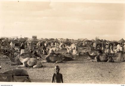 DJIBOUTI MARCHE AUX CHAMEAUX