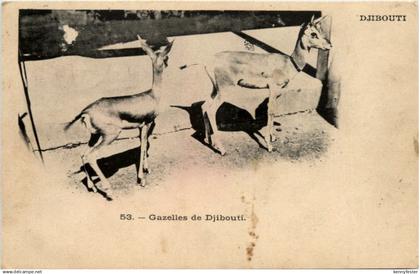 Gazelles de Djibouti