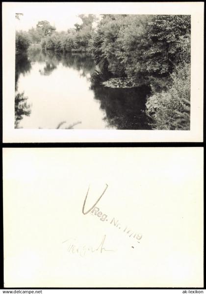 Tiergarten-Berlin Tiergarten, Seerosen, Bäume am Wasser 1954 Foto