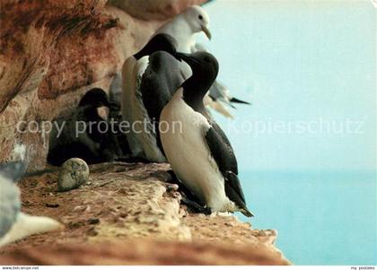 73199016 Helgoland Lummen Skittenhoern Brutgeschaeft