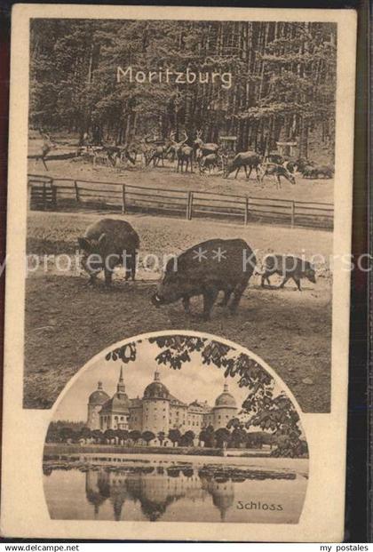 Moritzburg Sachsen Schloss Moritzburg Wildgehege