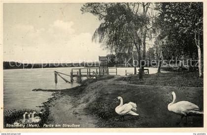 43056547 Strausberg Brandenburg Partie am Strausssee Schwaene Strausberg Branden