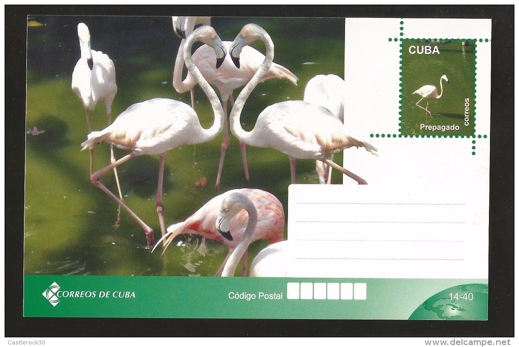 E)2015 CUBA, FLEMISH, BIRD,  ANIMALS, MAXICARD