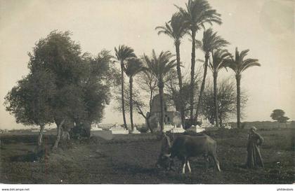 EGYPTE ( carte photo)  EDFOU