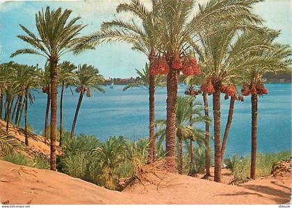 Egypte - Assouan - Aswan - Assuan - BeautifuI view of the Nile at Asswan - Voir Timbre - CPM - Voir Scans Recto-Verso