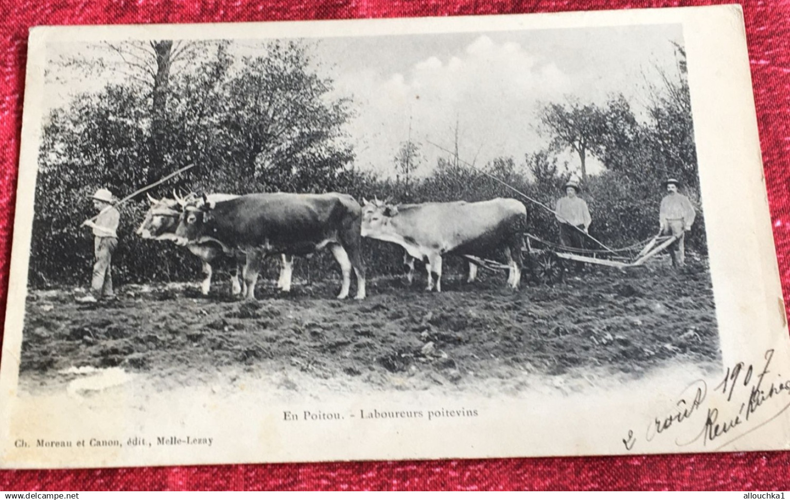 En Poitou Laboureurs poitevins Région Poitou-Charentes-Carte Postale-Gros plan Bœufs-TOP/CPA-animée-Ed. Moreau Canon