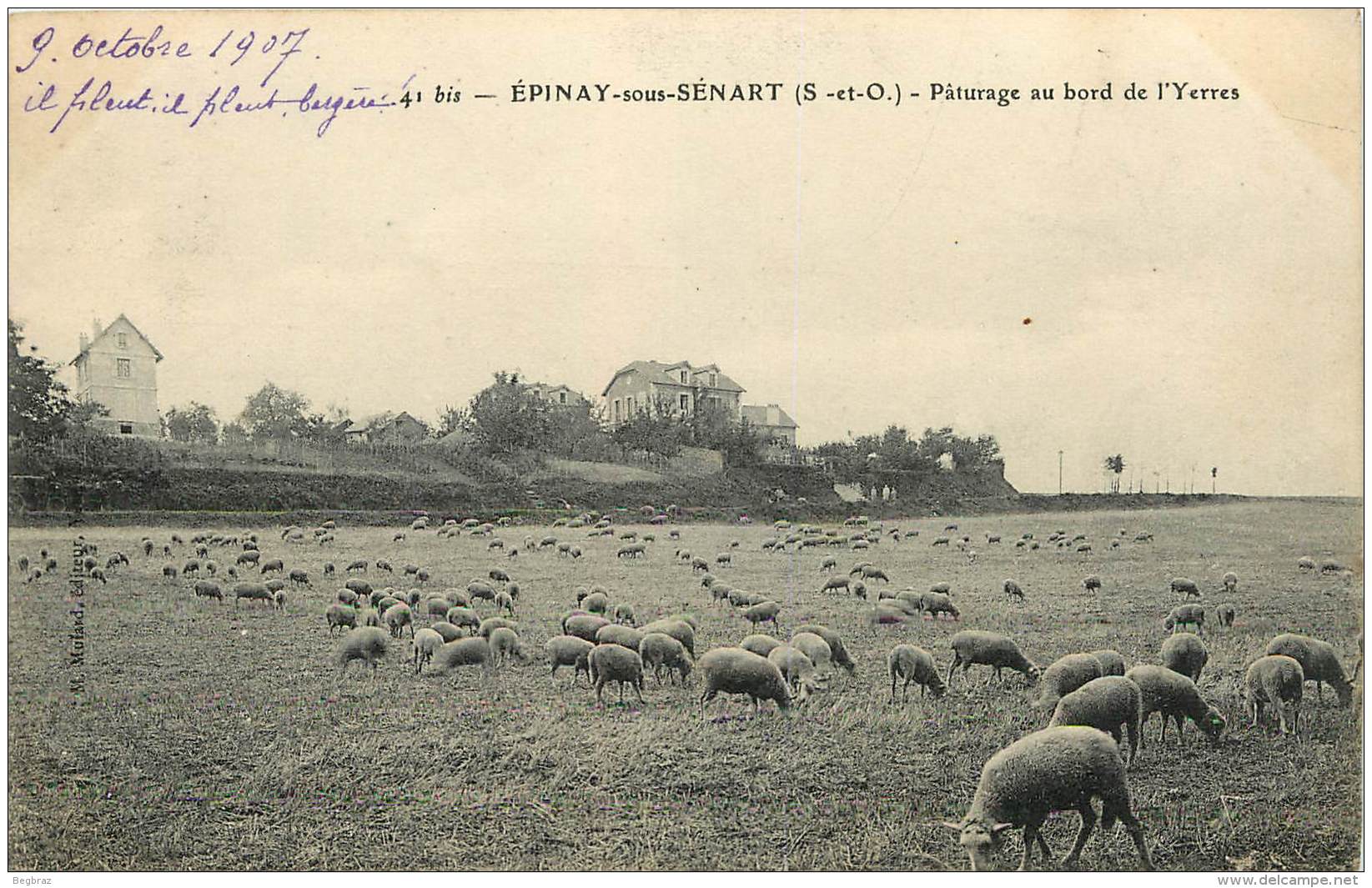 EPINAY SOUS SENART        PATURAGE DE MOUTONS