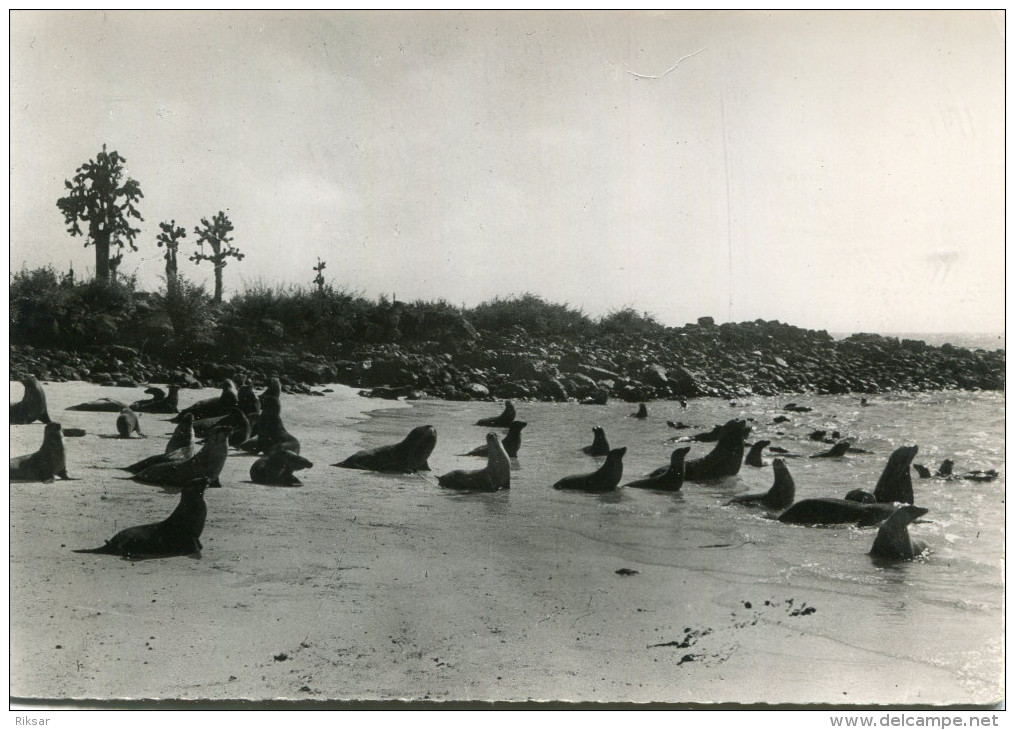 EQUATEUR(GALAPAGOS) PHOQUE