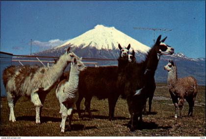 EQUATEUR - COTOPAXI - volcan - lama