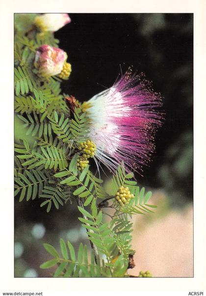 GUINEE Pink Powderpuff 37 (scan recto verso)ME2647BIS