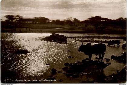 Eritrea - Armento di Zebu