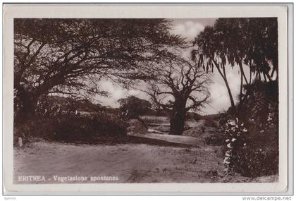 Erythrée Eritrea Arbre Vegetazione spontanea