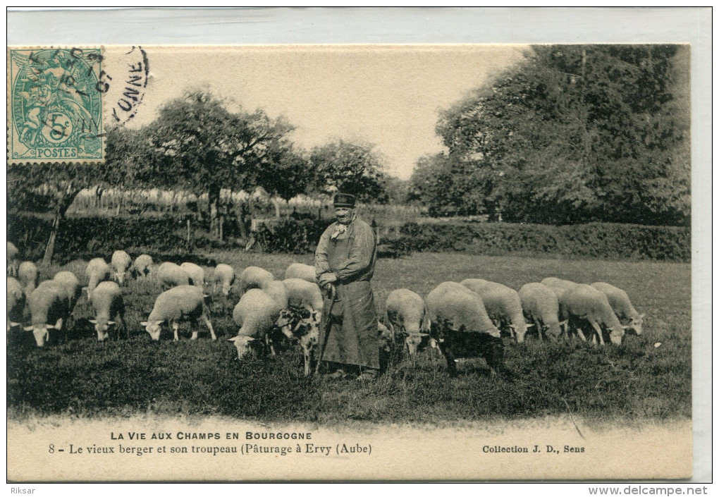 ERVY LE CHATEL(AUBE) BERGER(MOUTON)