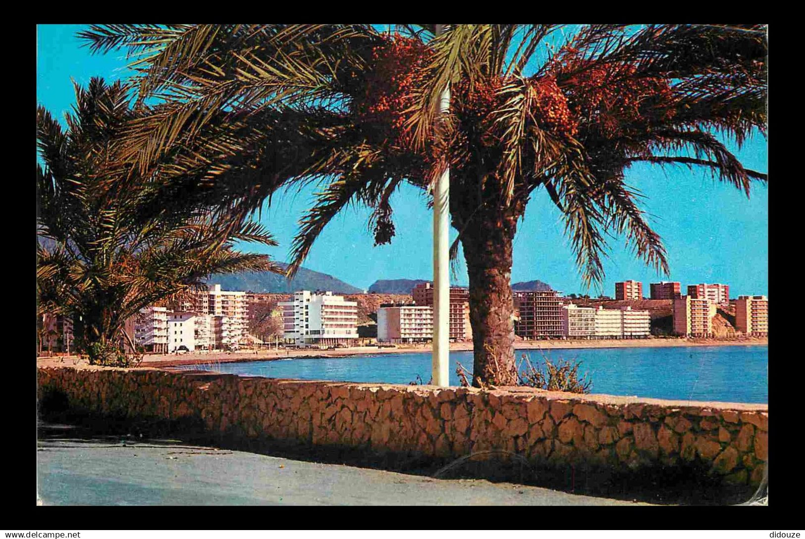 Espagne - Espana - Comunidad Valenciana - Benidorm - Palmiers - CPM - Voir Scans Recto-Verso