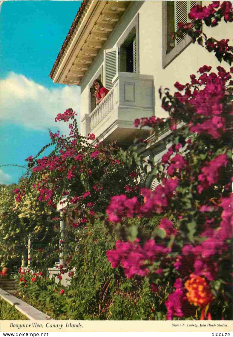 Espagne - Espana - Islas Canarias - Bougainvillea - Fleurs - CPM - Voir Scans Recto-Verso