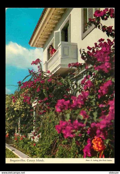 Espagne - Espana - Islas Canarias - Bougainvillea - Fleurs - CPM - Voir Scans Recto-Verso