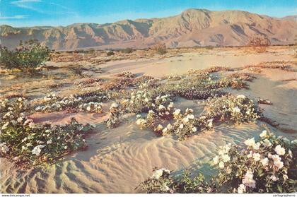 Postcard United States > AZ - Arizona  gardens of the desert unshorn fields