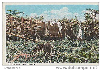 HAWAII LOADING SUGAR CANE    // REF11476