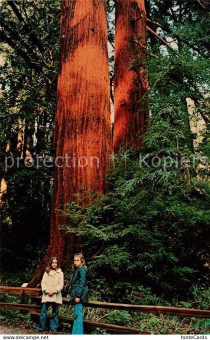 73061559 Mill Valley Muir Woods National Monument