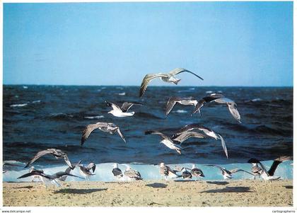 United States > MA - Massachusetts > Cape Cod gulls hovering