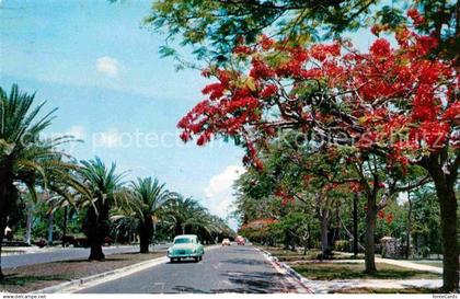 72614772 Miami Florida Royal Poinciana Trees along S Miami Avenue