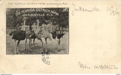 PC US, FL, JACKSONVILLE, FLORIDA OSTRICH FARM, VINTAGE POSTCARD (B17125)