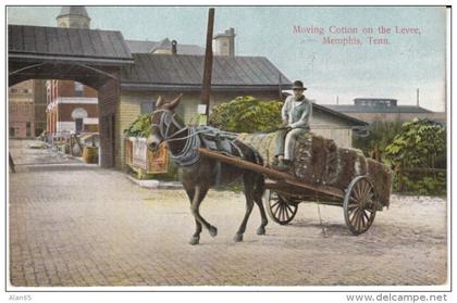 Memphis TN Tennessee, Moving Cotton on Levee with Cart Wagon, c1900s Vintage Postcard